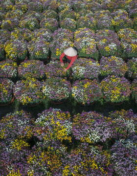 Aerial view of a vibrant tapestry of colorful flowers arranged in neat rows, tended by a person in a conical hat, Mekong Delta, Mekong Delta, Vietnam.