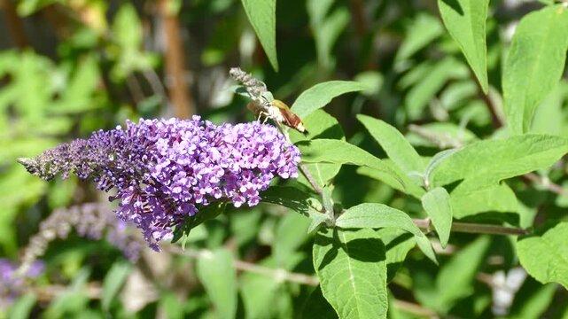 Broad-bordered bee hawk-moth (Hemaris fuciformis) in flight above summer lilac in Zurich, Switzerland