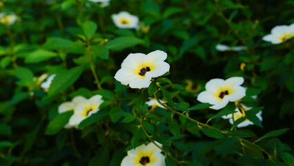 White Turnera subulata flower with yellow center amidst green leaves in nature.