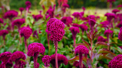 Obraz premium A vibrant close-up of red plumed celosia flowers against a textured golden yellow background, showcasing bold colors and unique natural patterns.