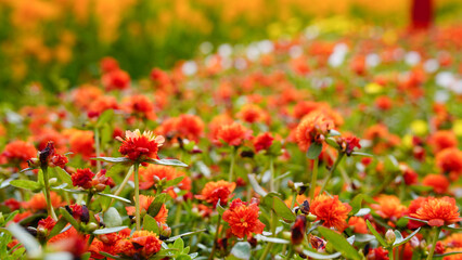 Krokot Mawar or Purslane is a succulent flowering plant native to Argentina, Brazil, Uruguay and often cultivated in garden. It has many common names like Moss rose, ten o'clock and wingpod purslane.