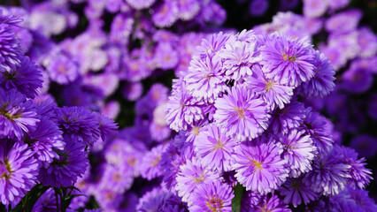 Purple chrysanthemum flowers in the garden on a sunny day