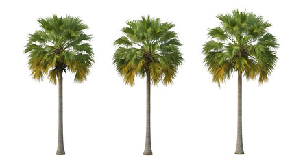 Fototapeta premium Three palm trees with green and yellow leaves on black background