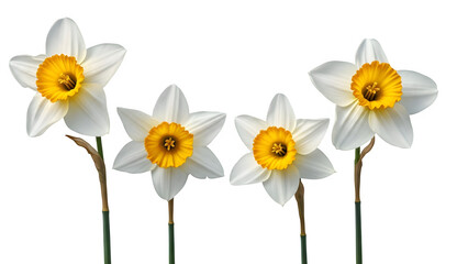 Fototapeta premium Four white daffodils with yellow centers on black background