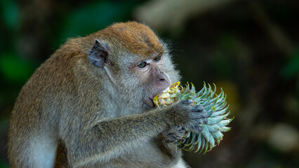 Obraz premium Macaque monkeys