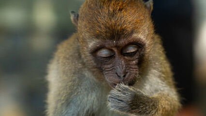 Obraz premium Macaque monkeys