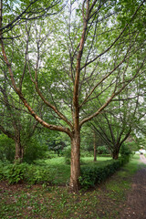 Bird cherry tree or Prunus maackii, also Padus maackii. Prunus maackii or Manchurian cherry or Amur chokecherry. Cherry native to Korea Amur River in Manchuria in China.