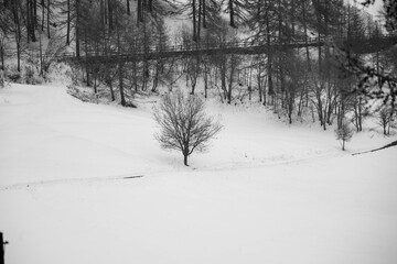 snow covered trees
