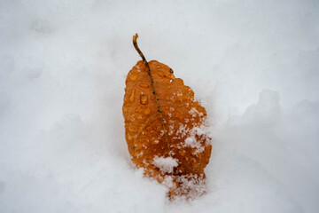 autumn leaves in the snow