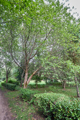 Bird cherry tree or Prunus maackii, also Padus maackii. Prunus maackii or Manchurian cherry or Amur chokecherry. Cherry native to Korea Amur River in Manchuria in China.