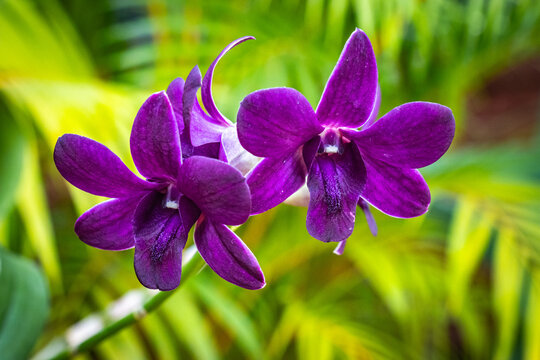 purple Dendrobium orchid, royal botanical garden, sri lanka, kandy, peradeniya, exotic plants, flowers, ceylon