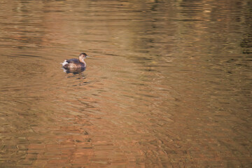 Great crested grebe in its natural habitat swimming in lake
