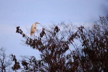 The eastern great egret, a white heron in the genus Ardea, fishing at calm water in lake
