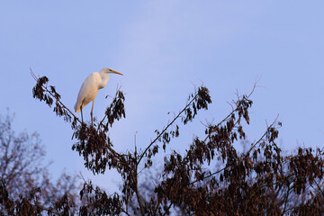 The eastern great egret, a white heron in the genus Ardea, fishing at calm water in lake