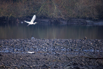The eastern great egret, a white heron in the genus Ardea, fishing at calm water in lake