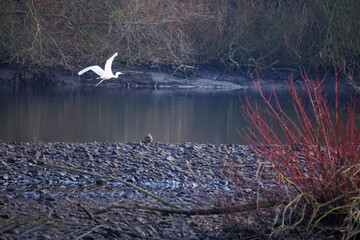 The eastern great egret, a white heron in the genus Ardea, fishing at calm water in lake