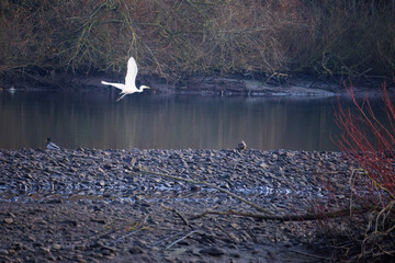 The eastern great egret, a white heron in the genus Ardea, fishing at calm water in lake