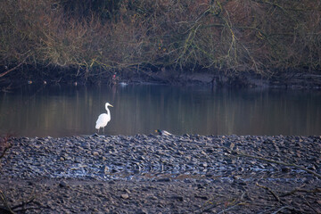 The eastern great egret, a white heron in the genus Ardea, fishing at calm water in lake