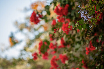 Obraz premium Bougainvillier en fleurs à Sidi Bou Saïd en Tunisie