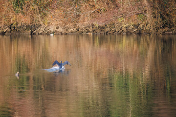 The great cormorant, Phalacrocorax carbo, known as the great black cormorant