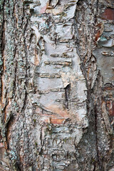 Bird cherry tree trunk bark or Prunus maackii, also Padus maackii. Prunus maackii or Manchurian cherry or Amur chokecherry. Cherry native to Korea Amur River in Manchuria in China.