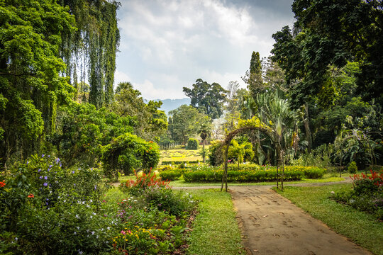 royal botanical garden, sri lanka, kandy, peradeniya, exotic plants, flowers, ceylon