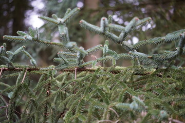 Nahaufnahme der Nadeln einer Spanischen Tanne (Abies pinsapo) im Winter