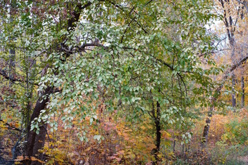 Fototapeta premium A tree branch with autumn leaves in an urban nature park.