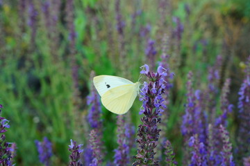 A white cabbage butterfly on a blooming sage. Blossom.