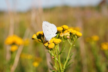 A small butterfly on a wildflower. Bright colors of summer.