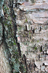 Bird cherry tree trunk bark or Prunus maackii, also Padus maackii. Prunus maackii or Manchurian cherry or Amur chokecherry. Cherry native to Korea Amur River in Manchuria in China.
