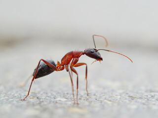Close-up of a carpenter ant. Ant subgenus Tanaemyrmex