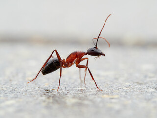 Close-up of a carpenter ant. Ant subgenus Tanaemyrmex