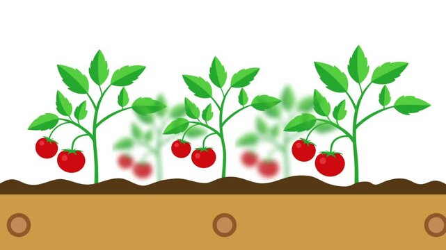 ripe tomato plant row swing in garden wooden box. Organic farming animation
