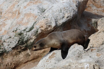 Obraz premium australian fur seal