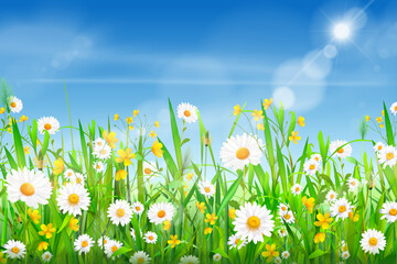 Naklejka premium Realistic chamomile field. Spring daisy flower nature plants blue sky landscape, camomile green grass with sun boke summer background meadow pattern texture vector illustration
