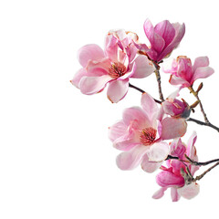 Delicate Pink Magnolia Blooms in Full Detail Captured with Soft Petals and Lush Greenery on Transparent Background