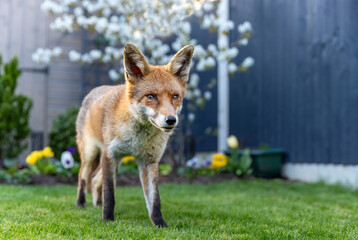 Naklejka premium Close-up portrait of wild Red fox in urban garden environment