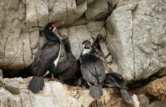 Rock shags nesting on rocky cliffs in Falkland Islands