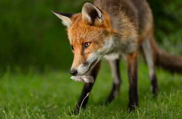 Naklejka premium Portrait of a red fox holding bird feather in mouth