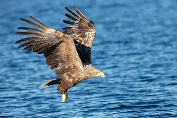 White-tailed sea eagle in flight over blue water with wings spread wide while hunting for fish