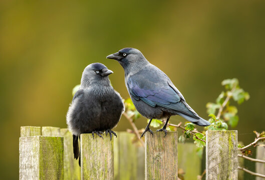 Two Western jackdaws perched on wooden fence posts