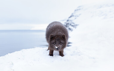 Naklejka premium Blue morph Arctic fox standing in a snowy white winter landscape