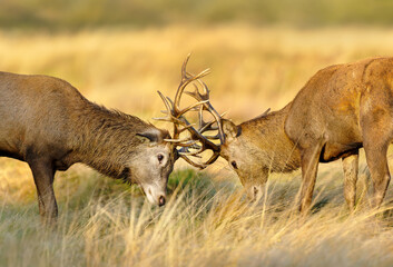 Young red deer stags locking antlers in fight during rutting season in autumn