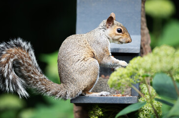 Eastern gray squirrel eating nuts and seeds from a squirrel feeder in a garden
