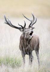 Obraz premium Portrait of a red deer stag roaring during rutting season in autumn