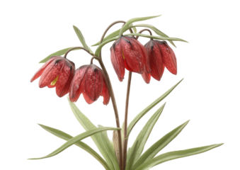 Close-up illustration of a fritillary plant featuring hanging, reddish-purple bell-shaped flowers