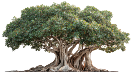 A large, mature tree with a massive trunk and a wide canopy of dense green foliage