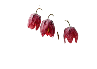 Three vibrant, speckled maroon flowers with green stems isolated on a black background