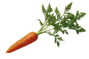 Fresh Carrot with Green Top on White Background